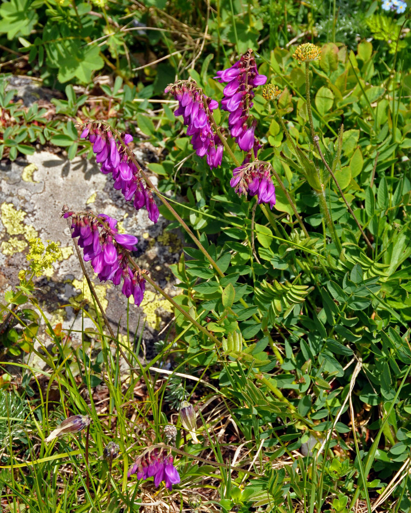 Image of Hedysarum caucasicum specimen.