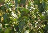 Смотреть изображение Hedera helix