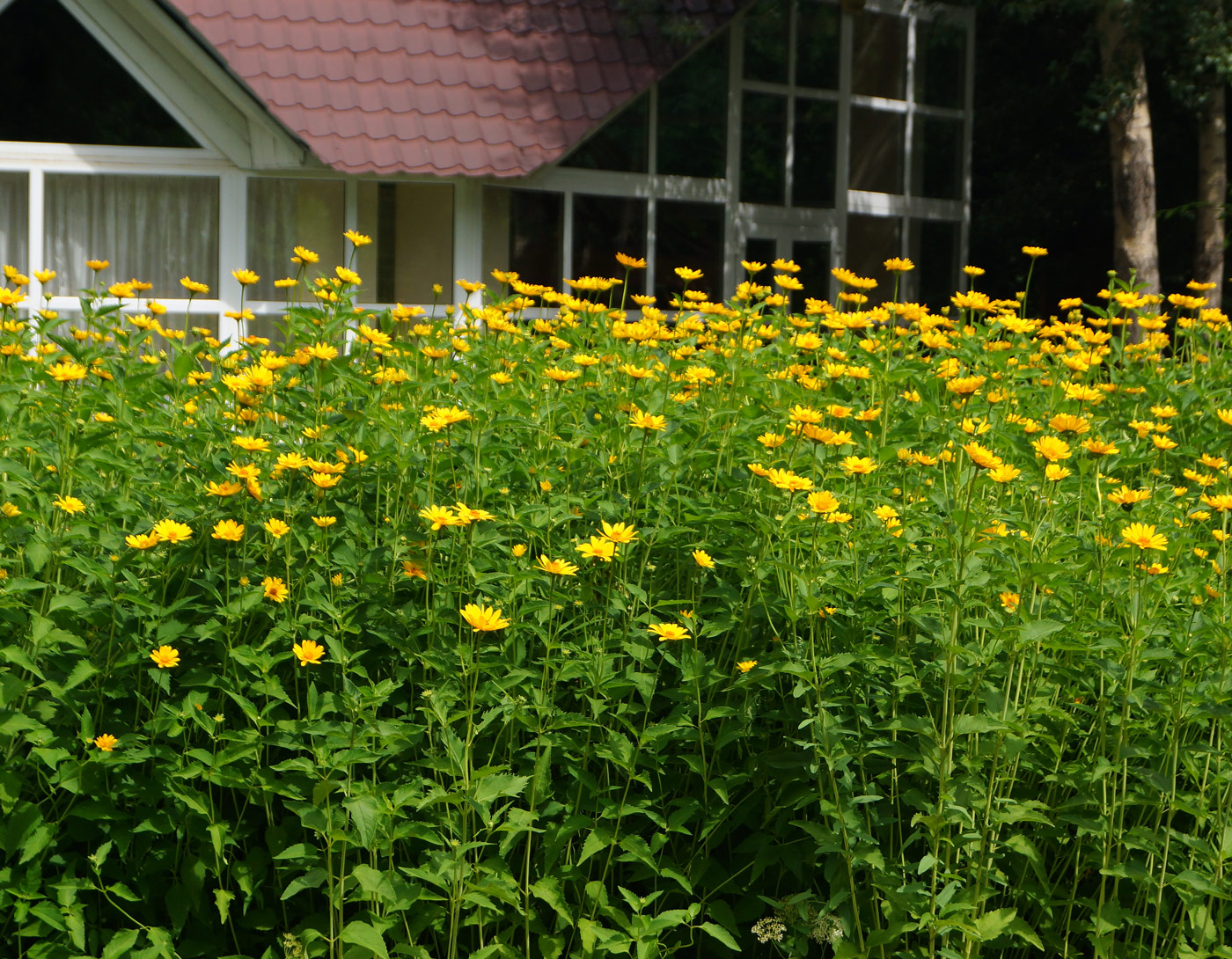 Изображение особи Heliopsis helianthoides ssp. scabra.