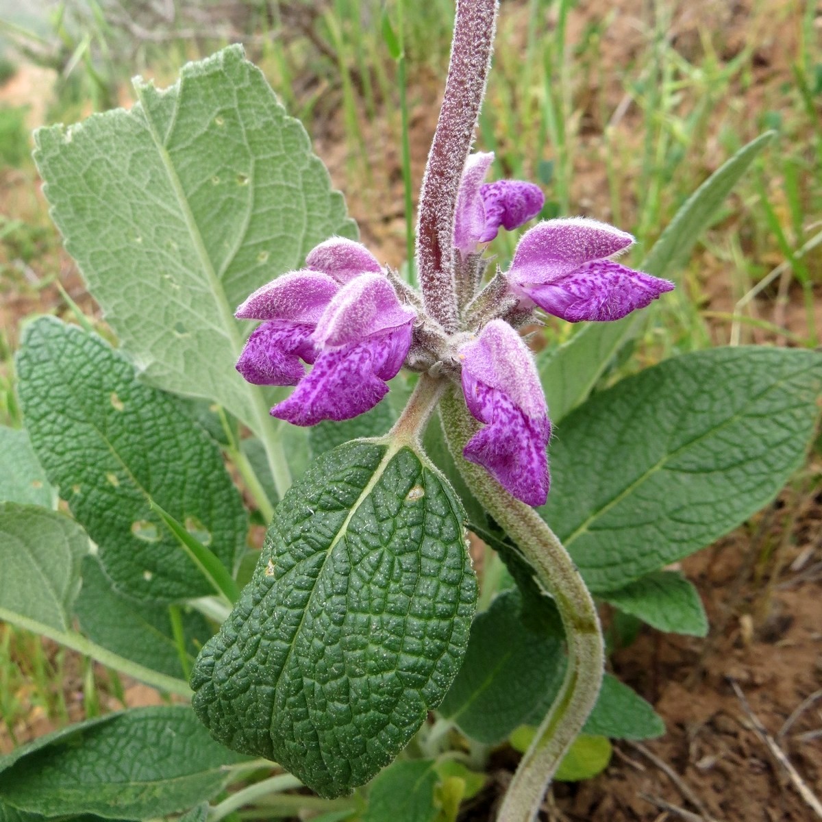 Image of Phlomis betonicifolia specimen.