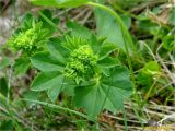 род Alchemilla