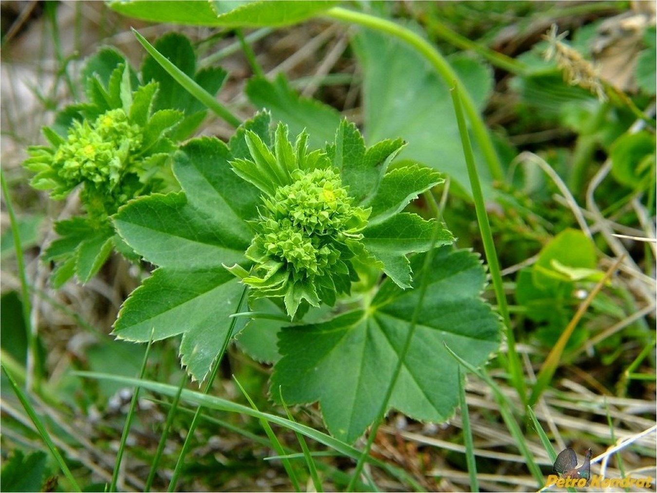 Image of genus Alchemilla specimen.