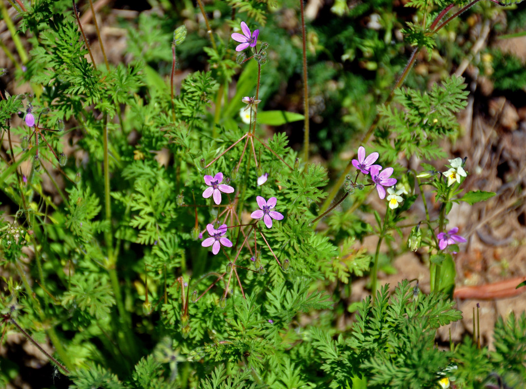 Image of Erodium cicutarium specimen.