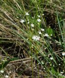 Androsace lactiflora