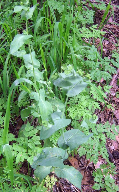 Image of Bupleurum longifolium ssp. aureum specimen.