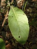 Inula conyza. Лист. Крым, Белогорский р-н, возле Топловского монастыря, лиственный лес, рядом с дорогой к источникам. 11.08.2018.