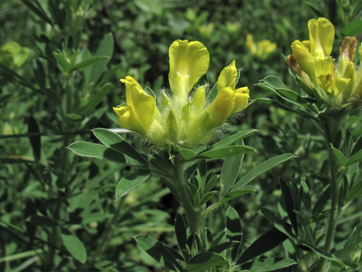 Image of Chamaecytisus rochelii specimen.