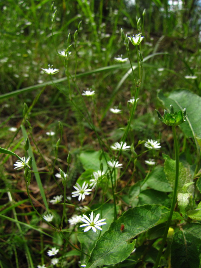 Image of Stellaria graminea specimen.