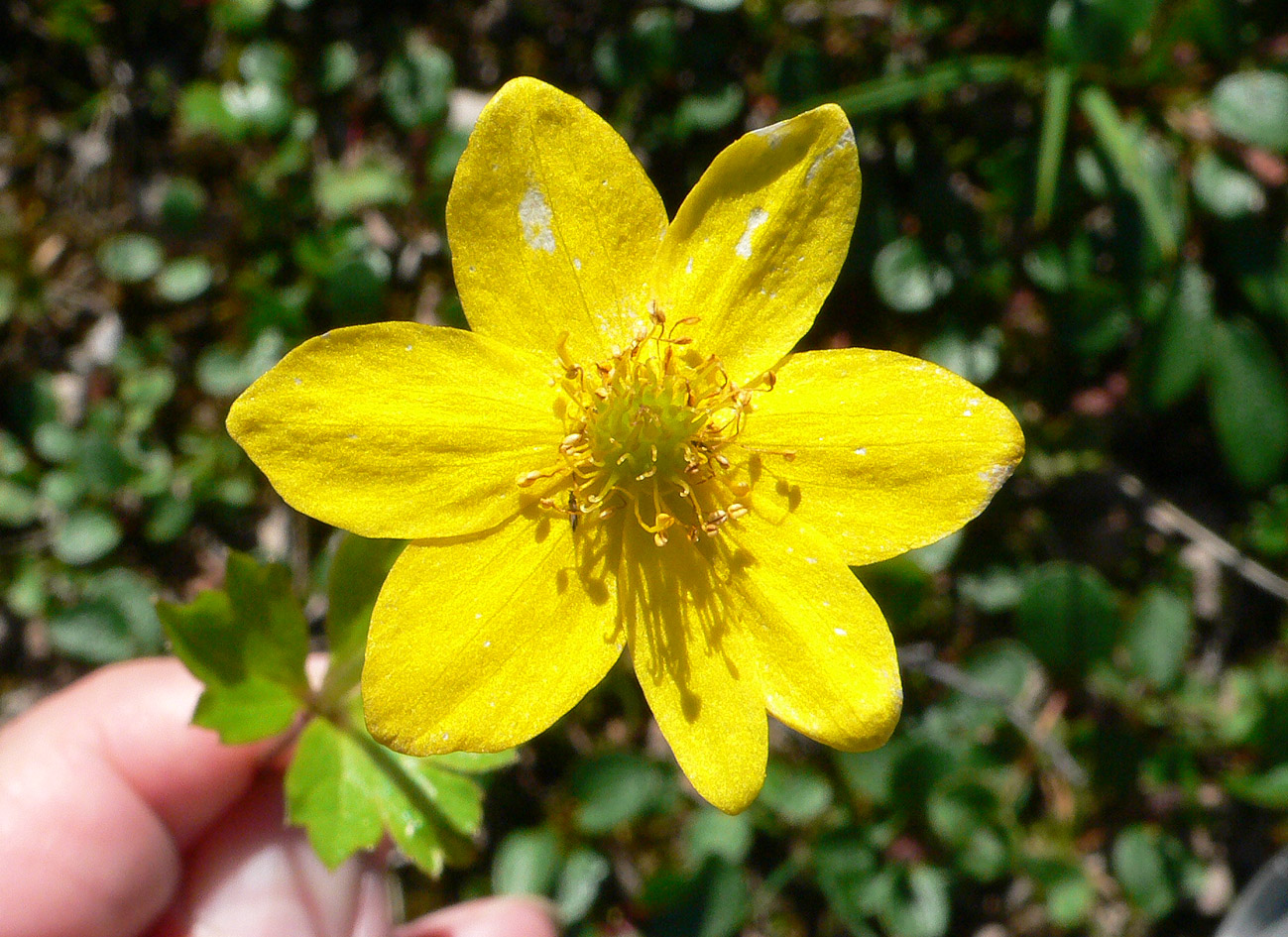 Изображение особи род Ranunculus.