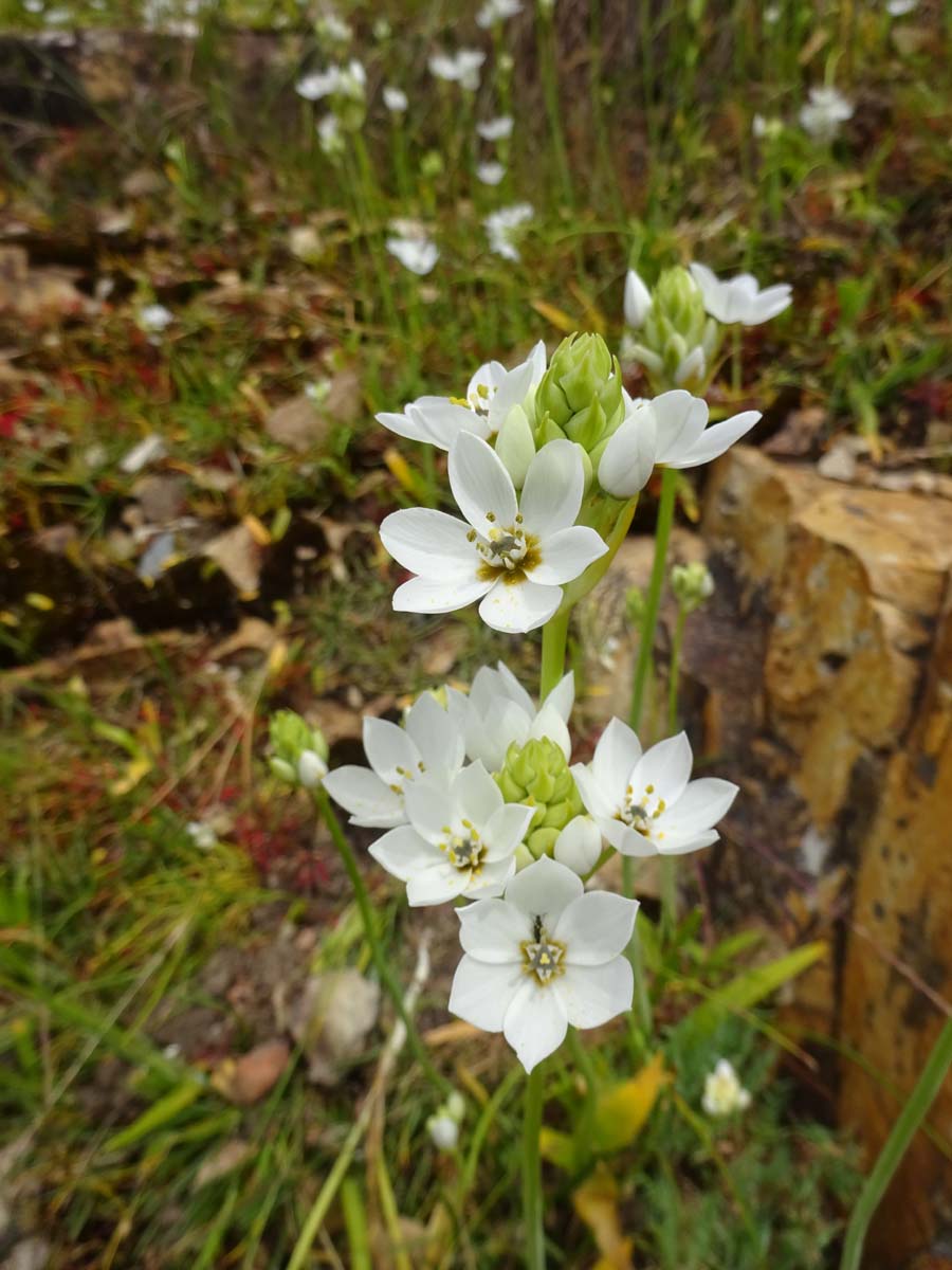 Изображение особи Ornithogalum thyrsoides.