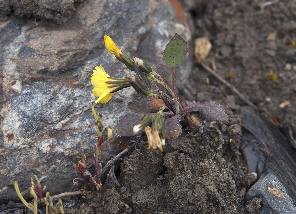 Image of Crepis nana specimen.