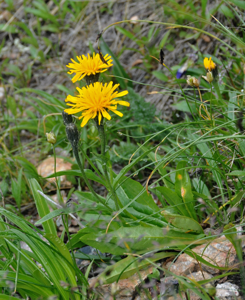 Изображение особи Crepis chrysantha.