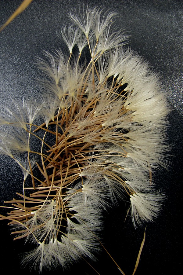 Image of Crepis alpina specimen.