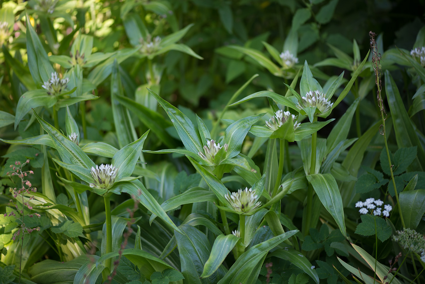 Изображение особи Gentiana cruciata.