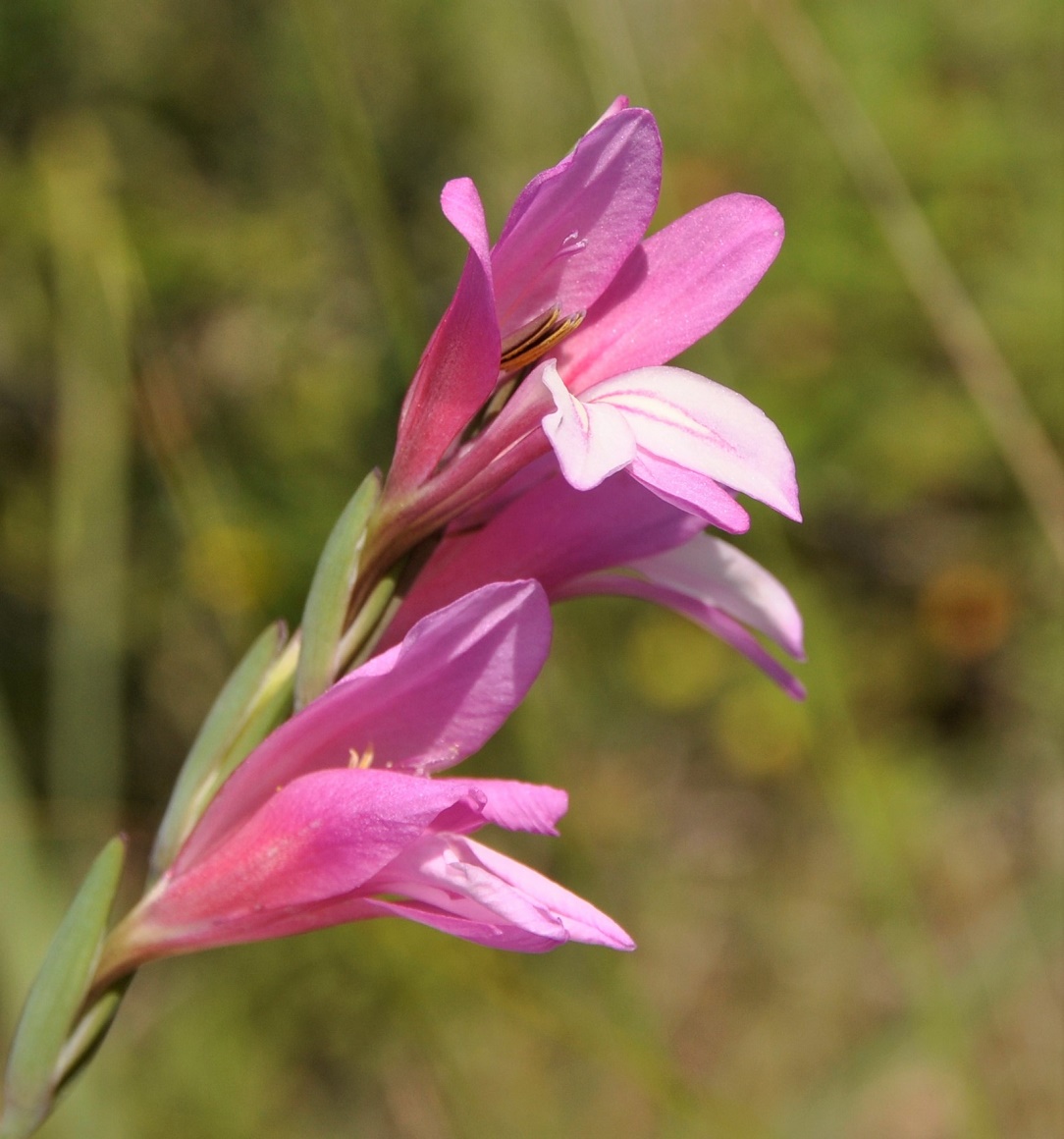 Изображение особи Gladiolus triphyllus.