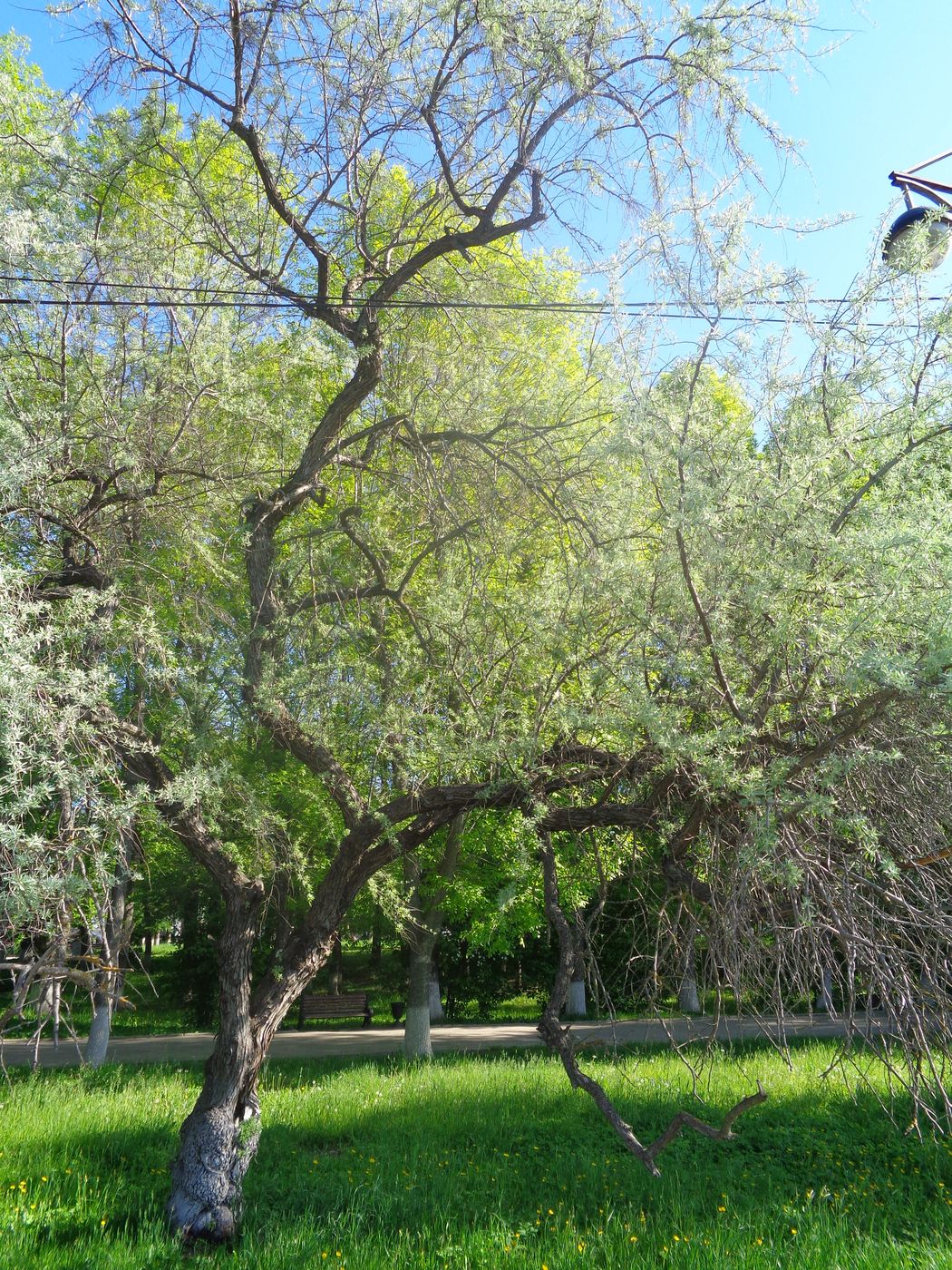 Image of Elaeagnus angustifolia specimen.