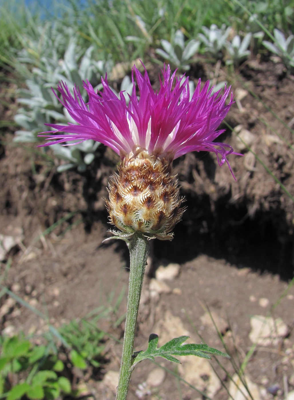 Изображение особи Psephellus absinthifolius.