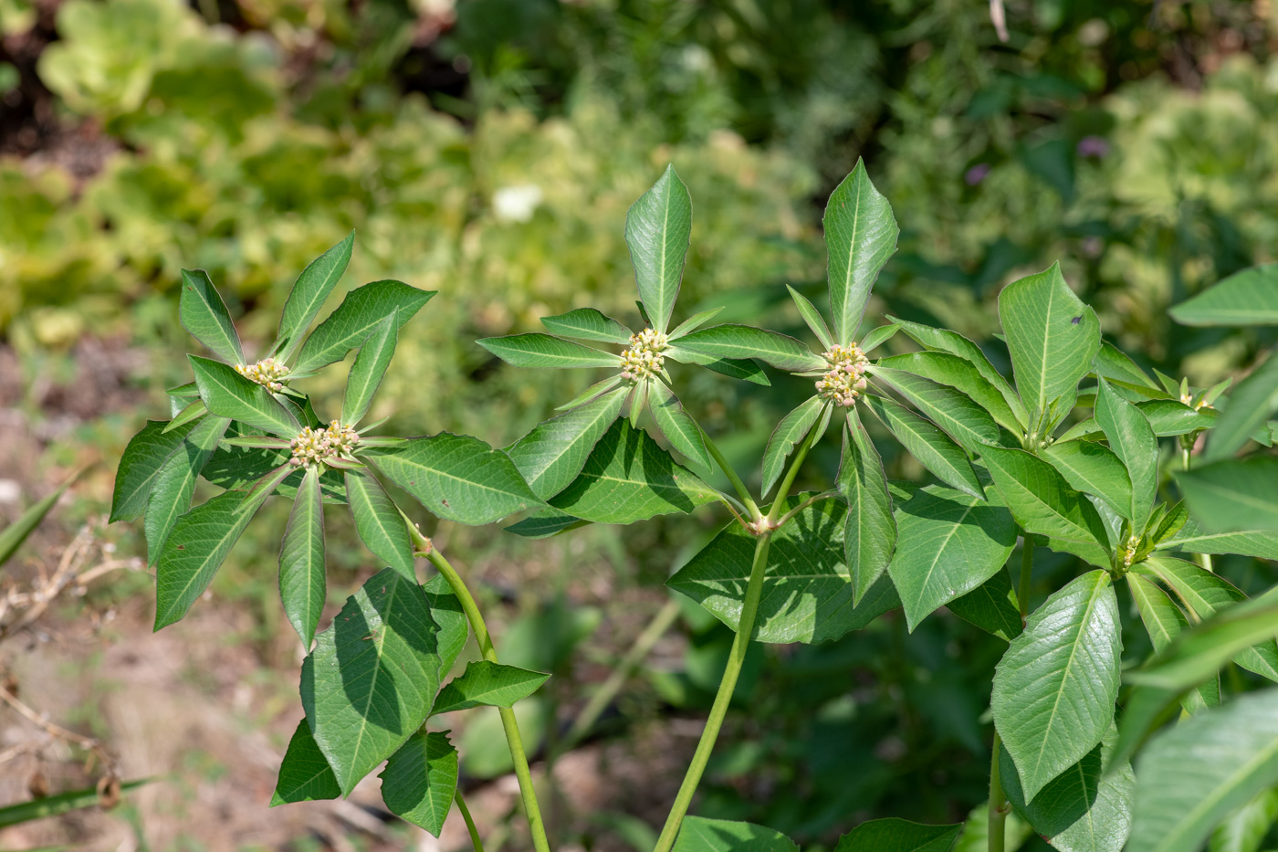 Image of Euphorbia heterophylla specimen.