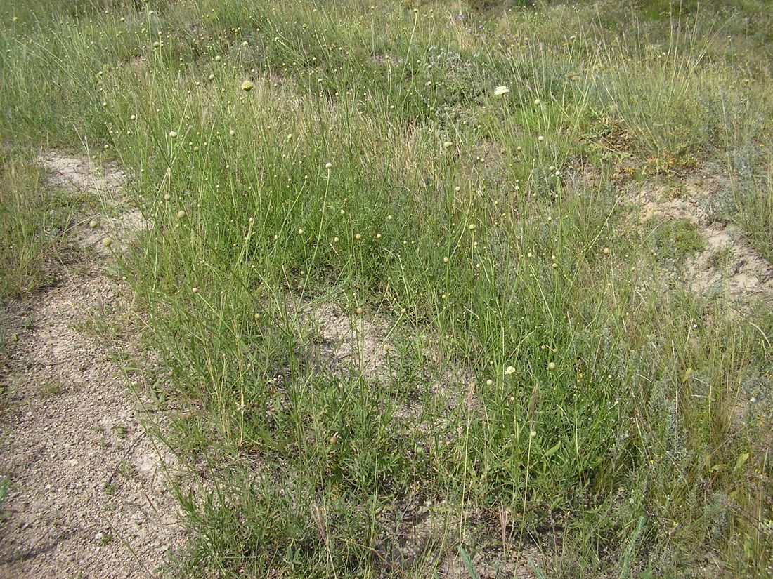 Image of Cephalaria uralensis specimen.