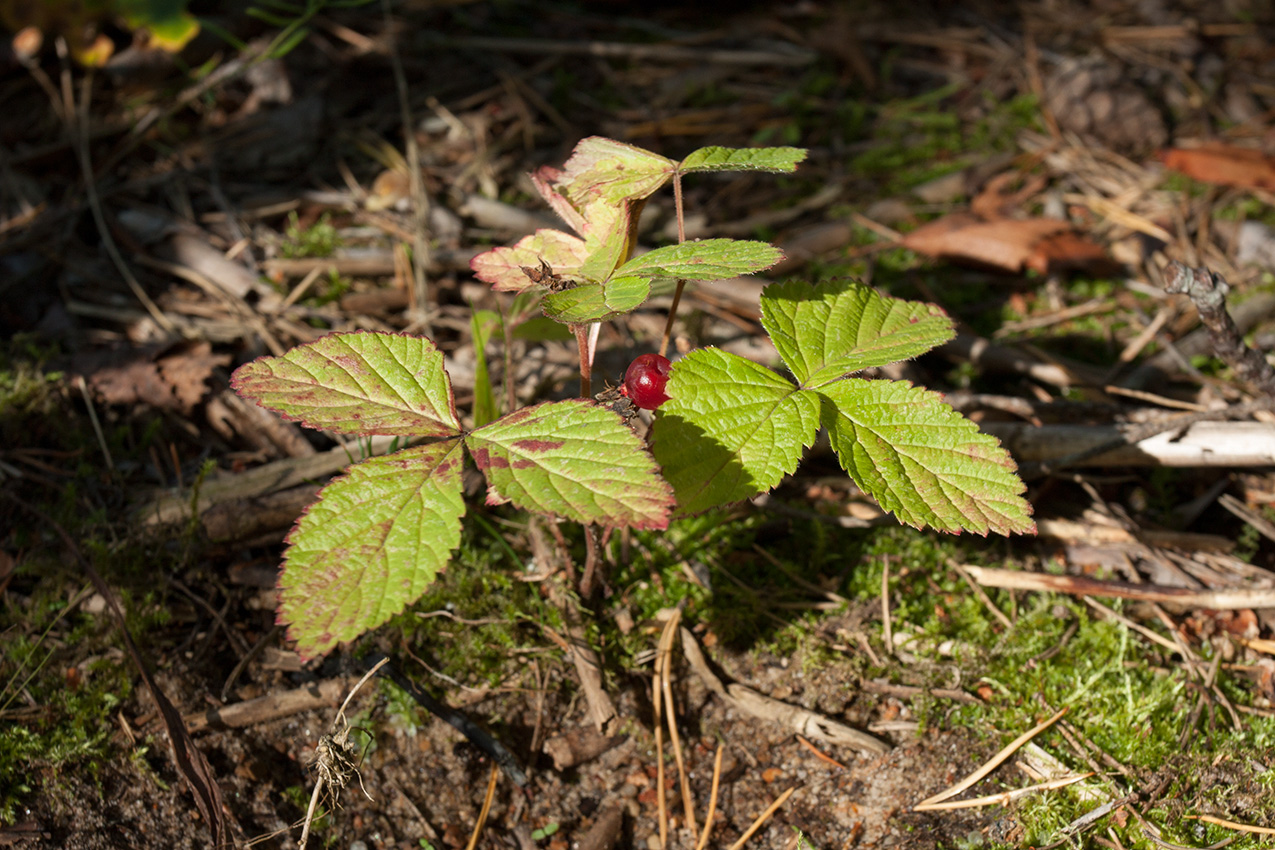 Изображение особи Rubus saxatilis.