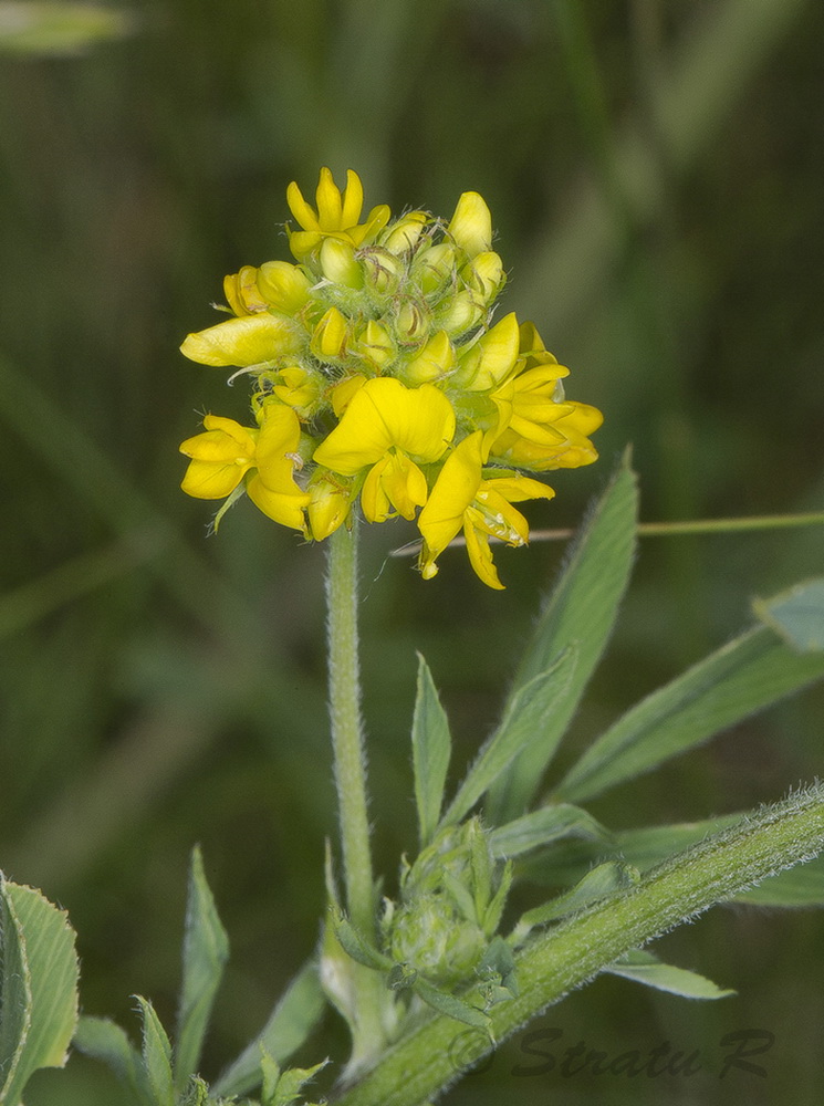 Изображение особи Medicago falcata.