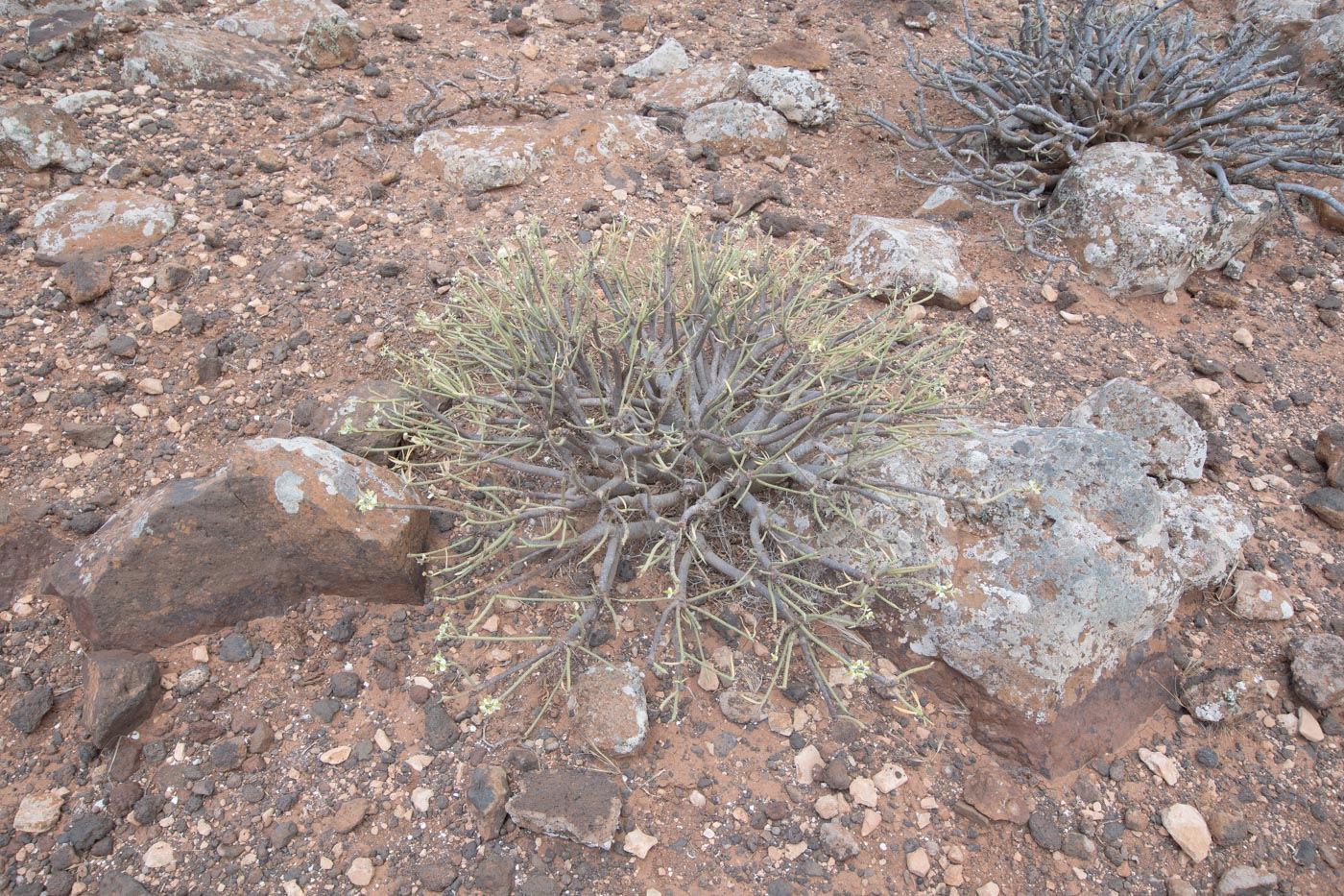 Image of Euphorbia regis-jubae specimen.