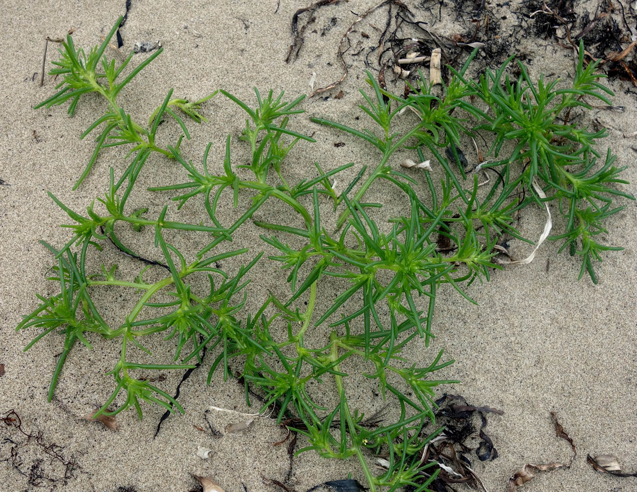 Image of Salsola komarovii specimen.