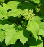 Viburnum form roseum