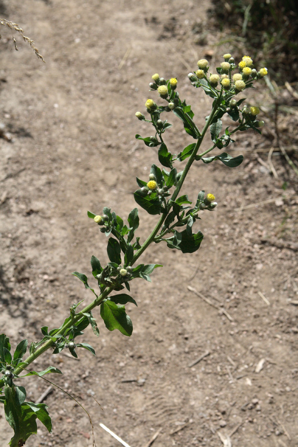 Изображение особи Erigeron khorassanicus.