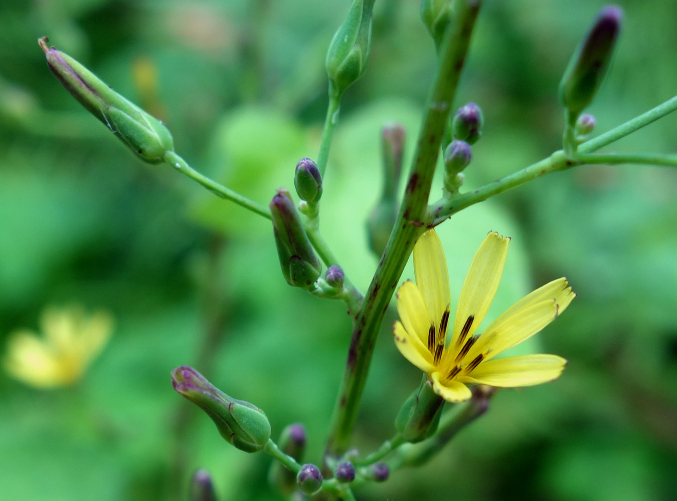 Image of Lactuca raddeana specimen.