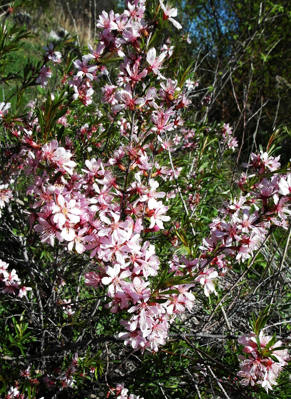 Изображение особи Amygdalus nana.