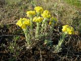 Alyssum lenense