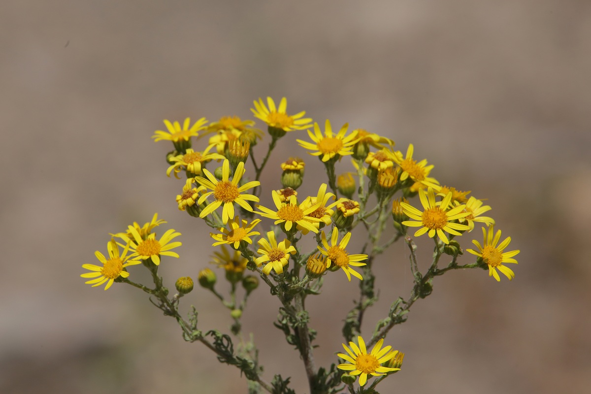 Изображение особи Senecio jacobaea.