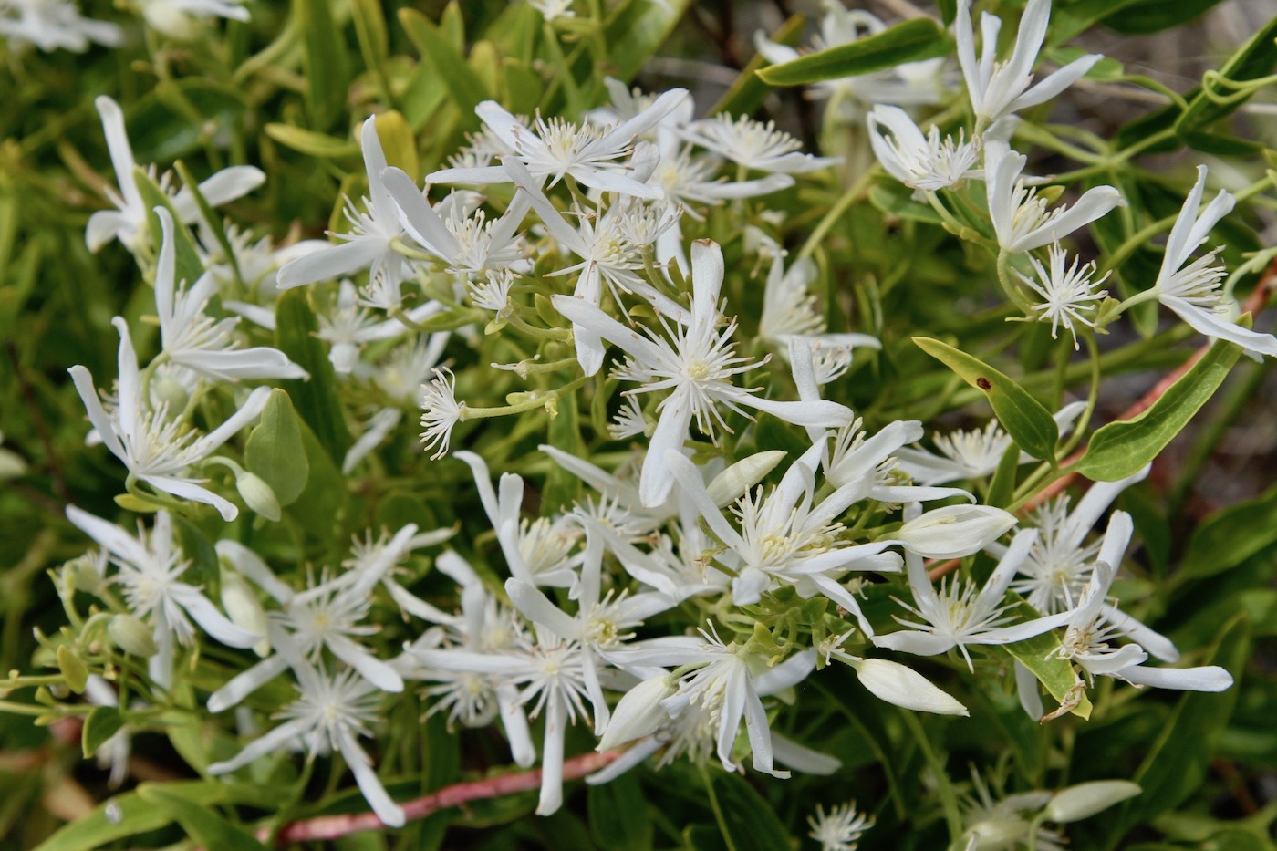 Image of Clematis linearifolia specimen.