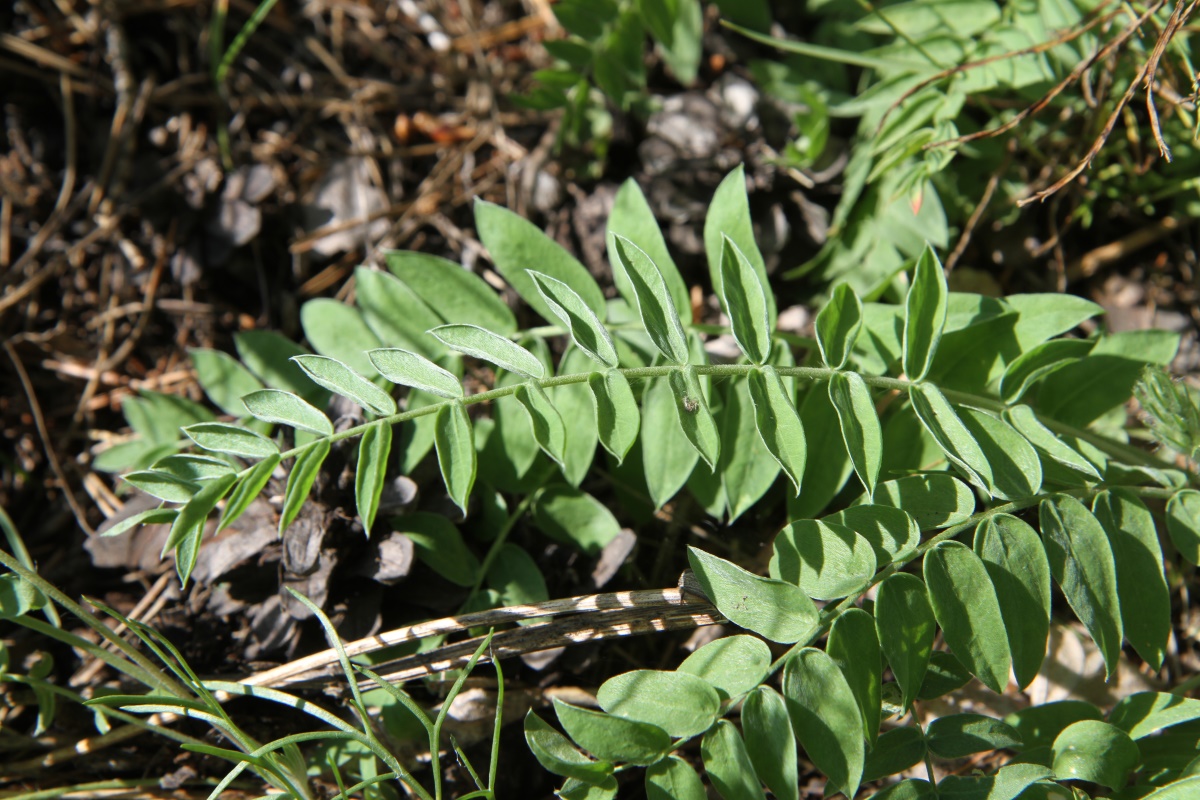 Image of Oxytropis strobilacea specimen.