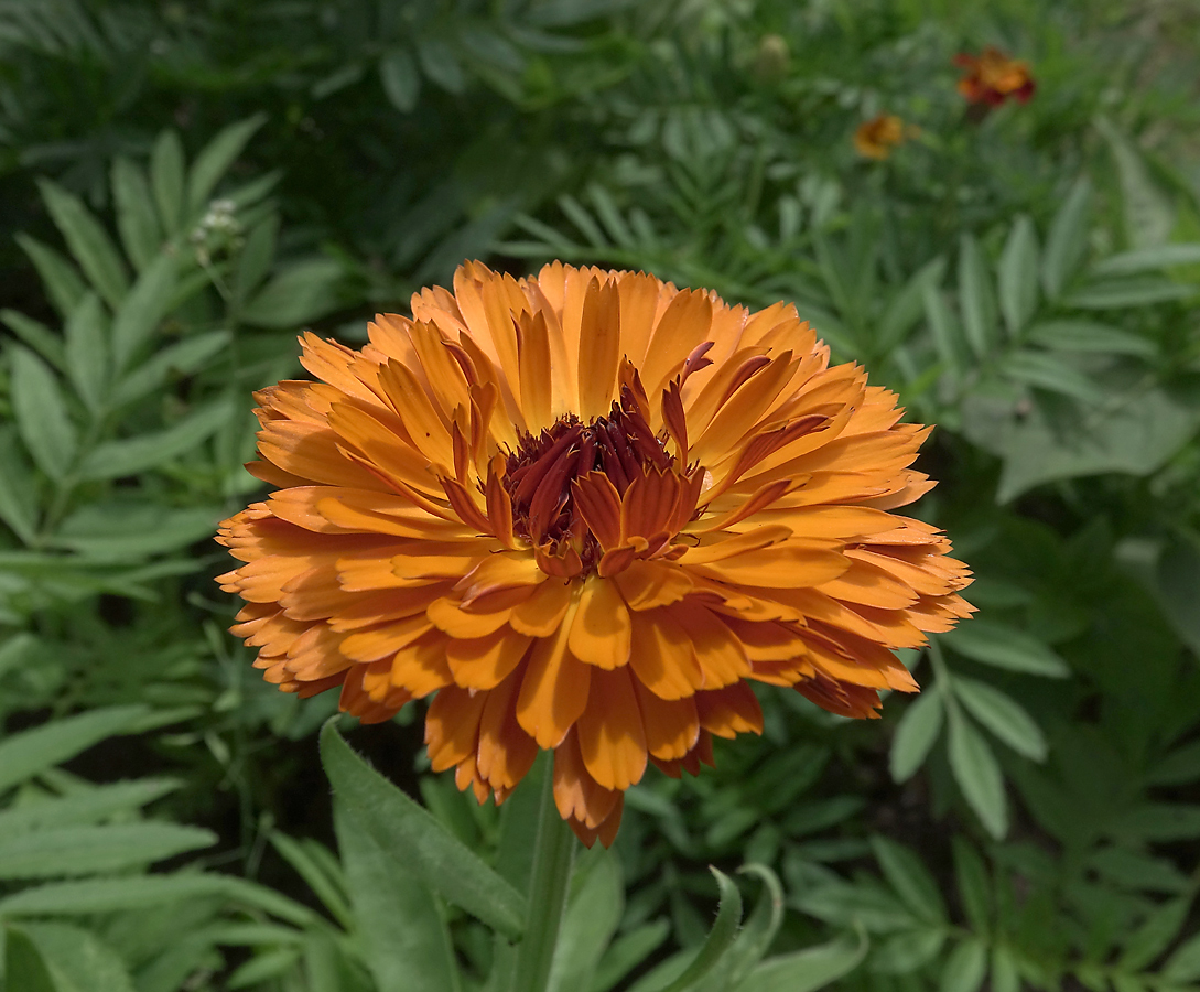 Image of Calendula officinalis specimen.