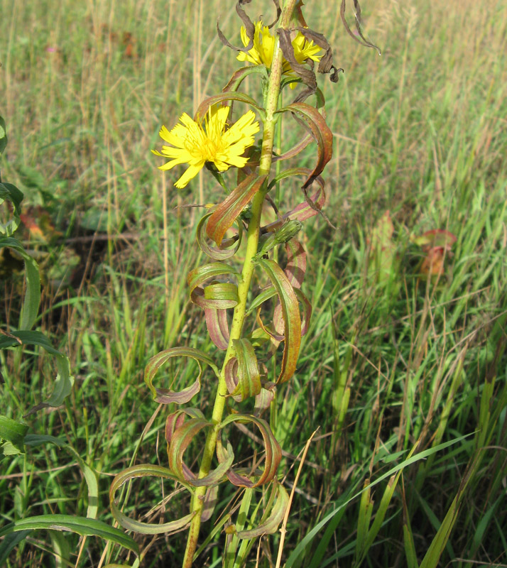 Изображение особи Hieracium umbellatum.