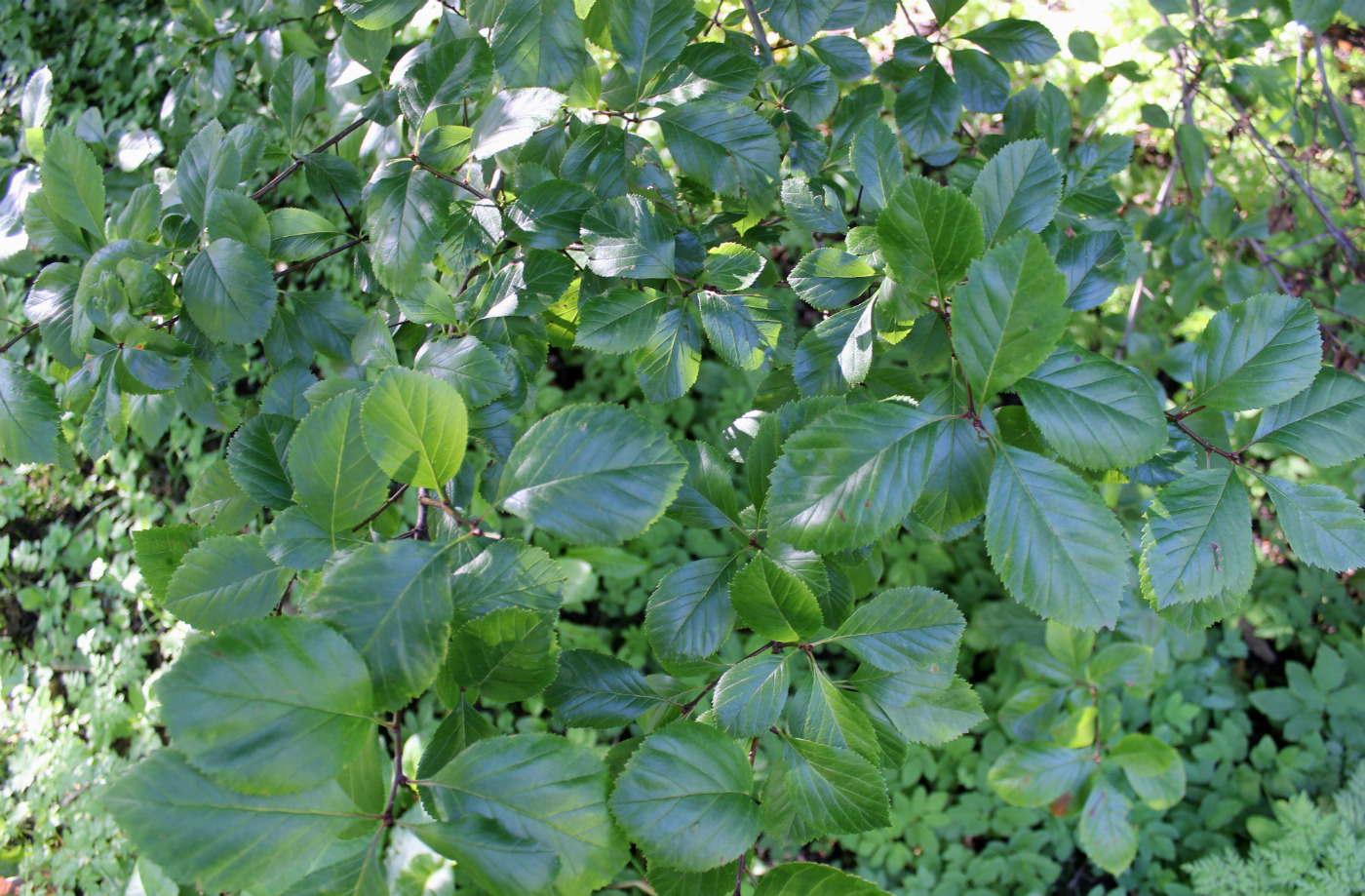 Image of Crataegus persimilis specimen.