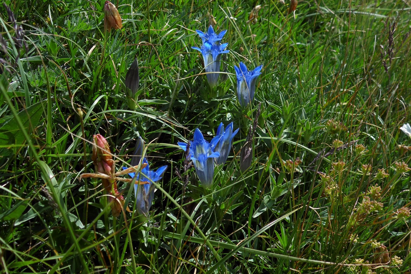 Image of Gentiana septemfida specimen.