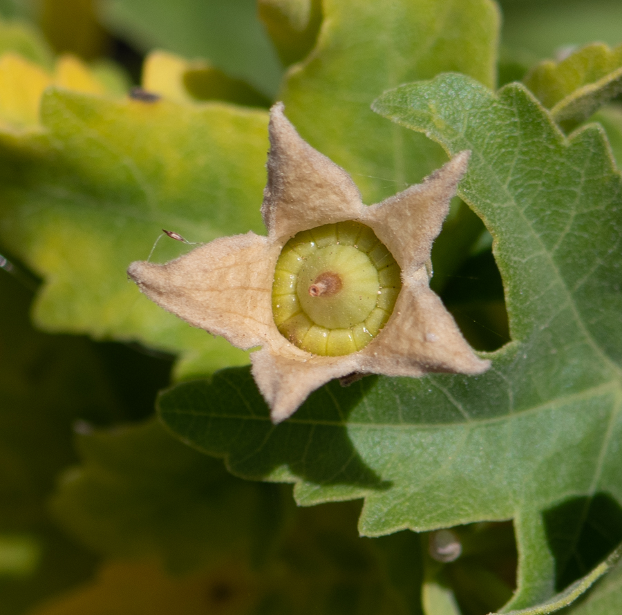 Image of Malva acerifolia specimen.