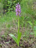 Orchis militaris. Цветущее растение. Чувашская респ., Мариинско-Посадский р-н, окр. дер. Демешкино, правый берег р. Волга, карбонатный склон С экспозиции, кустарник. 28 мая 2008 г.