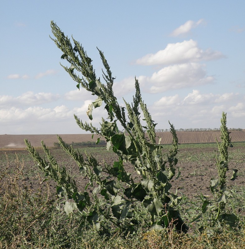 Image of Oxybasis urbica specimen.