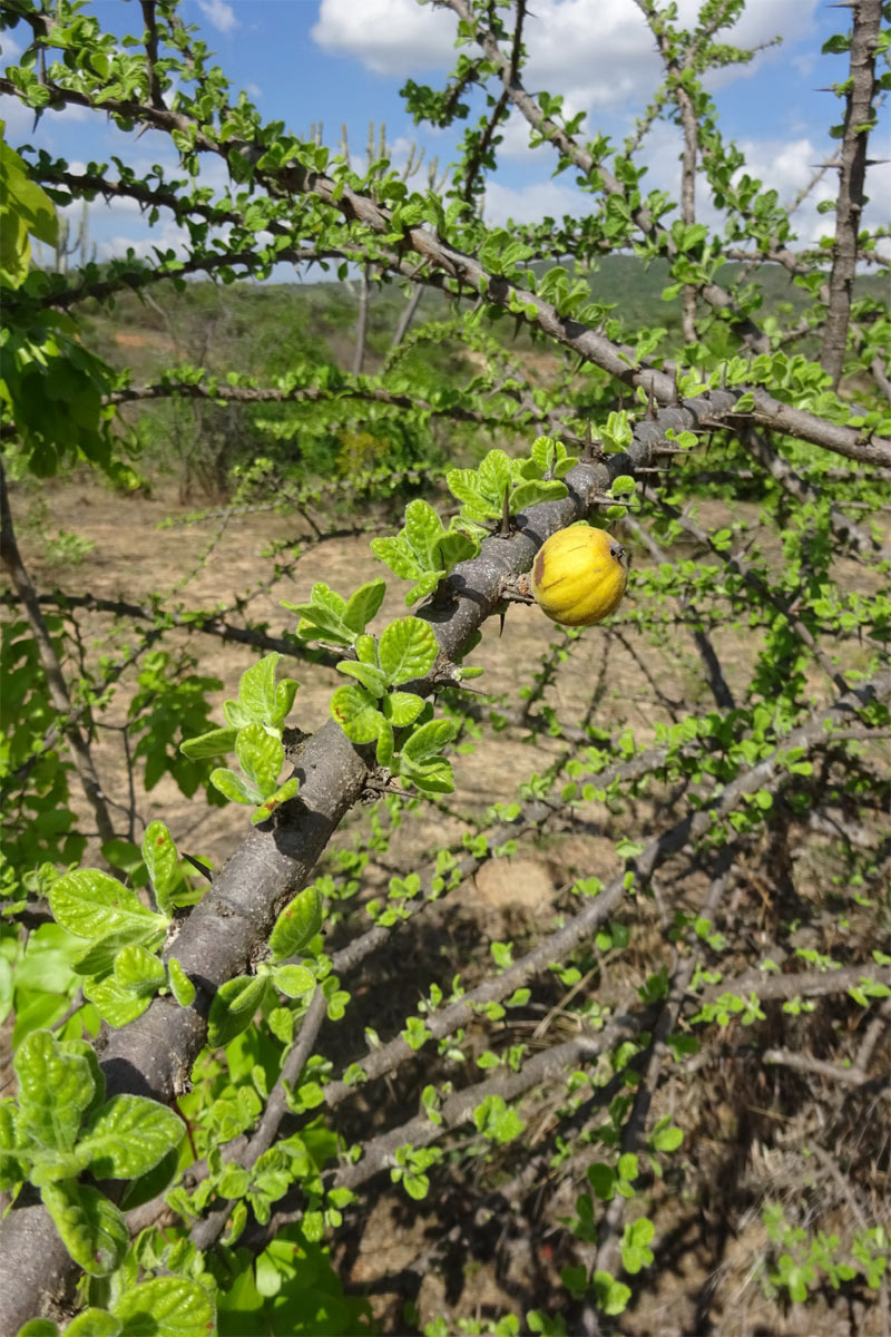 Изображение особи Catunaregam spinosa.