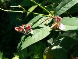 Vicia ramuliflora. Распускающиеся соцветия и листья. Хабаровский край, 17 км Владивостокского шоссе, дача Бабурина. 06.07.2013.