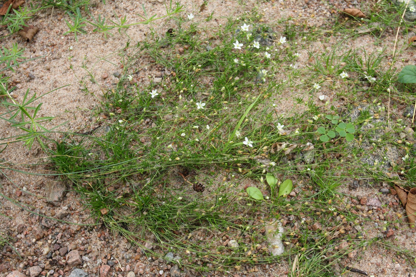 Image of Sagina nodosa specimen.