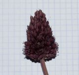 Allium curtum