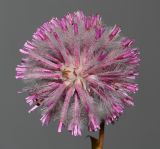 Ptilotus exaltatus