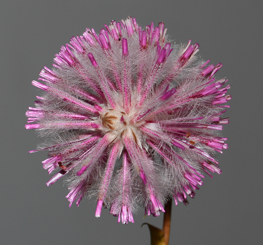 Image of Ptilotus exaltatus specimen.