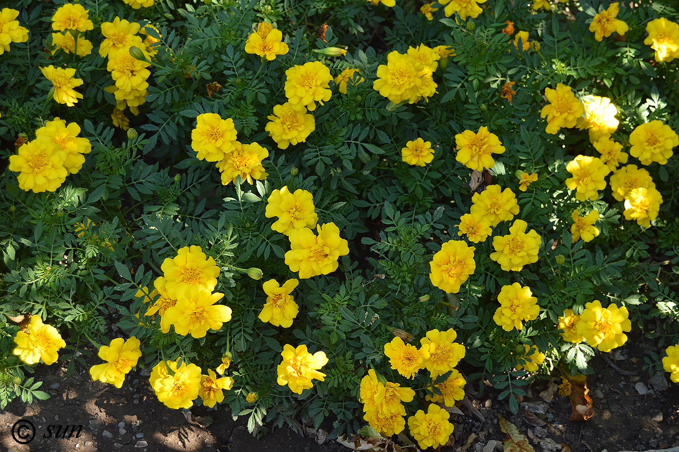 Image of Tagetes patula specimen.