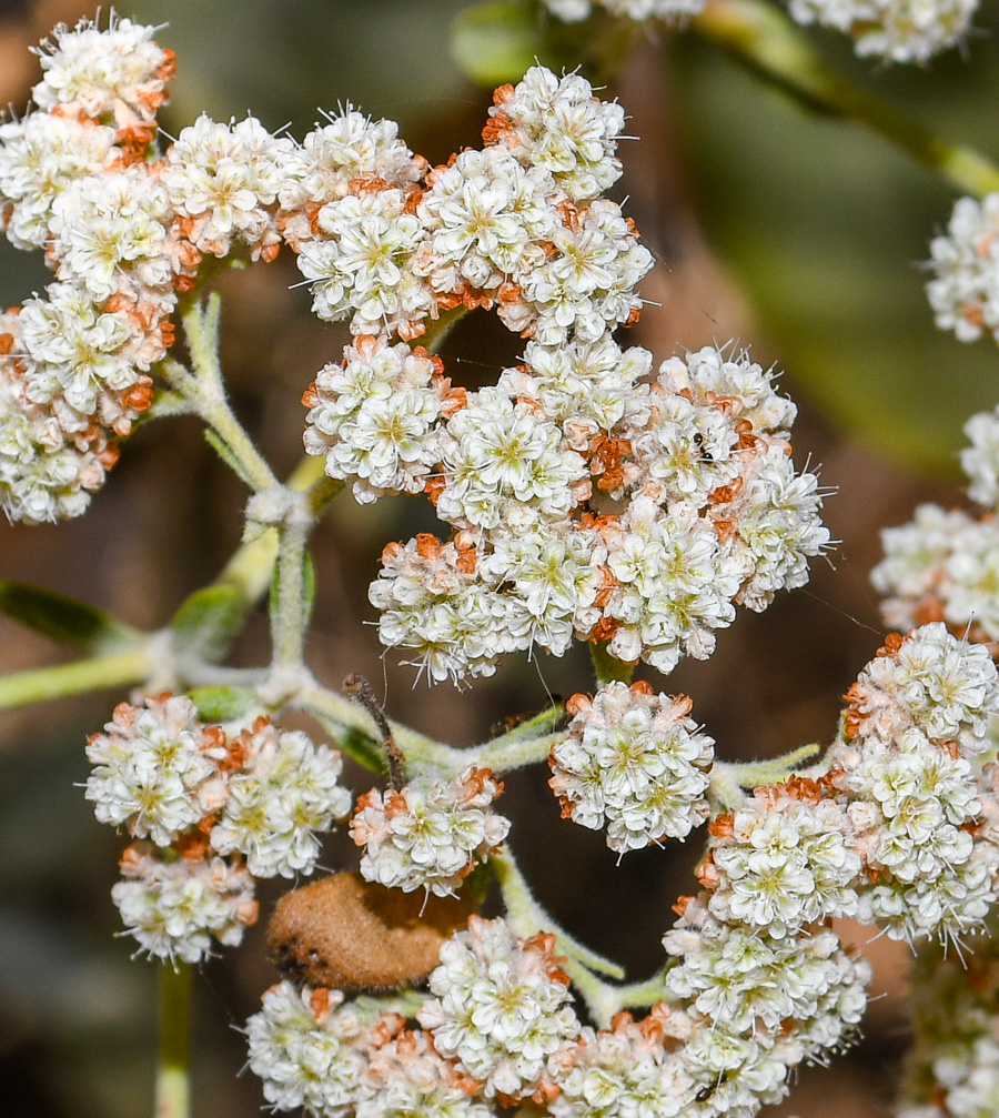 Изображение особи Eriogonum giganteum.